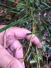 Acacia maidenii