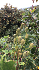 Anemone virginiana