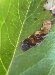 Stigmella oxyacanthella