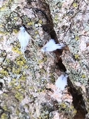 Prociphilus tessellatus