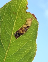 Stigmella oxyacanthella