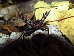 Mastigoproctus