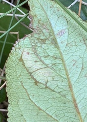 Stigmella oxyacanthella