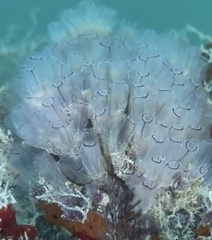 Clavelina picta