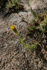 Heterotheca sessiliflora