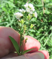 Boerhavia erecta