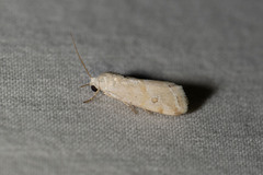 Ponometia hutsoni