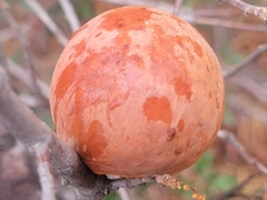 Andricus quercuscalifornicus