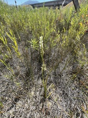 Spiranthes diluvialis