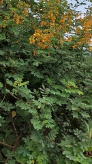 Senna pendula eriocarpa