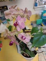 Phalaenopsis