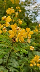 Senna pendula eriocarpa