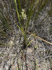 Spiranthes diluvialis