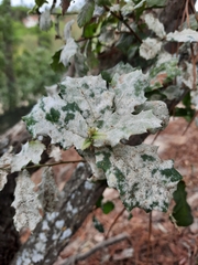 Erysiphe alphitoides