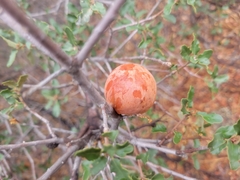 Andricus quercuscalifornicus