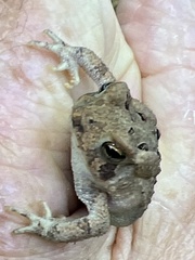 Anaxyrus fowleri