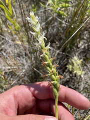 Spiranthes diluvialis