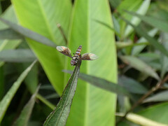 Ocyptamus antiphates