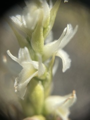 Spiranthes diluvialis