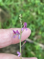 Desmodium incanum