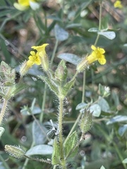 Erythranthe floribunda