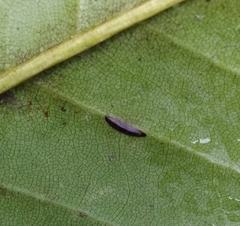 Prococcus acutissimus