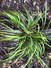 Dianella brevipedunculata
