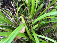 Dianella brevipedunculata