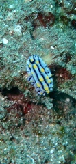 Phyllidia varicosa