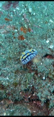 Phyllidia varicosa