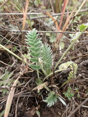 Oxytropis strobilacea