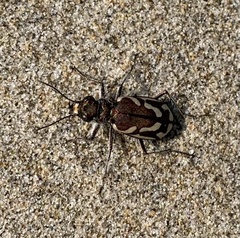 Cicindela bellissima