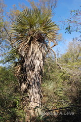 Trithrinax campestris