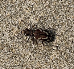 Cicindela bellissima