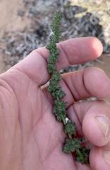 Atriplex littoralis