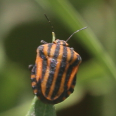 Graphosoma italicum
