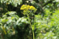 Youngia japonica