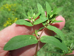Euphorbia nutans