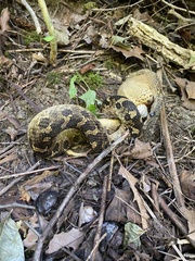 Heterodon platirhinos