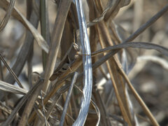 Stenocatantops angustifrons