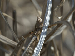 Stenocatantops angustifrons
