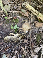 Heterodon platirhinos