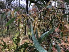 Acacia falcata