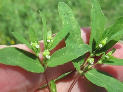 Euphorbia nutans