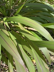 Setaria palmifolia