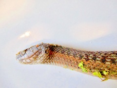 Thamnophis elegans vagrans
