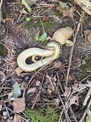 Heterodon platirhinos