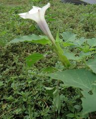 Datura discolor