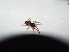 Trachelidae