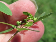 Euphorbia nutans